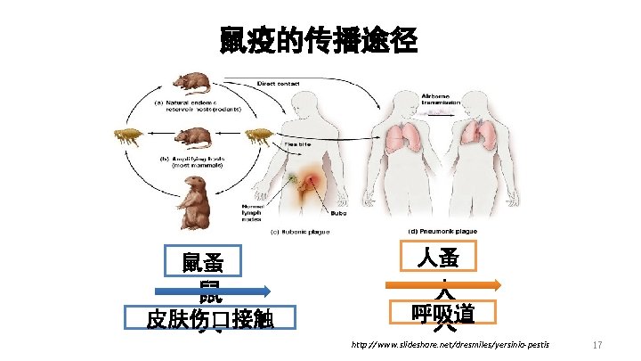 鼠疫的传播途径 鼠蚤 鼠 皮肤伤口接触 人 人蚤 人 呼吸道 人 http: //www. slideshare. net/dresmiles/yersinia-pestis 17