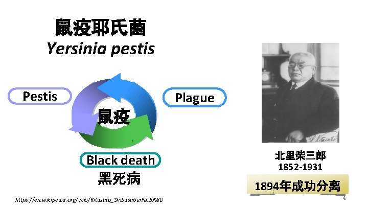 鼠疫耶氏菌 Yersinia pestis Plague 鼠疫 Black death 黑死病 https: //en. wikipedia. org/wiki/Kitasato_Shibasabur%C 5%8 D