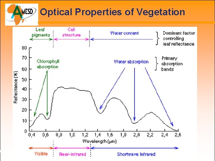 Optical Properties of Vegetation 