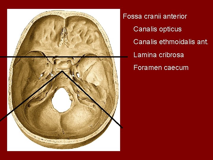 Fossa cranii anterior Canalis opticus Canalis ethmoidalis ant. Lamina cribrosa Foramen caecum 