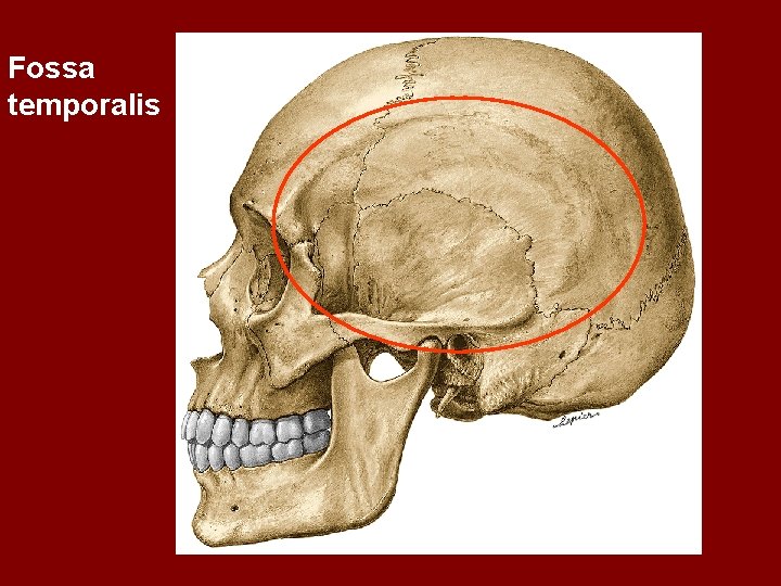 Fossa temporalis 
