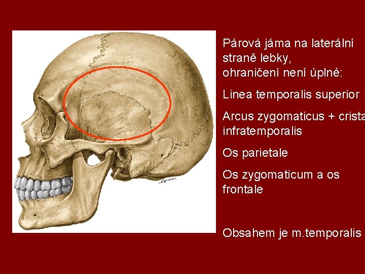 Párová jáma na laterální straně lebky, ohraničení není úplné: Linea temporalis superior Arcus zygomaticus