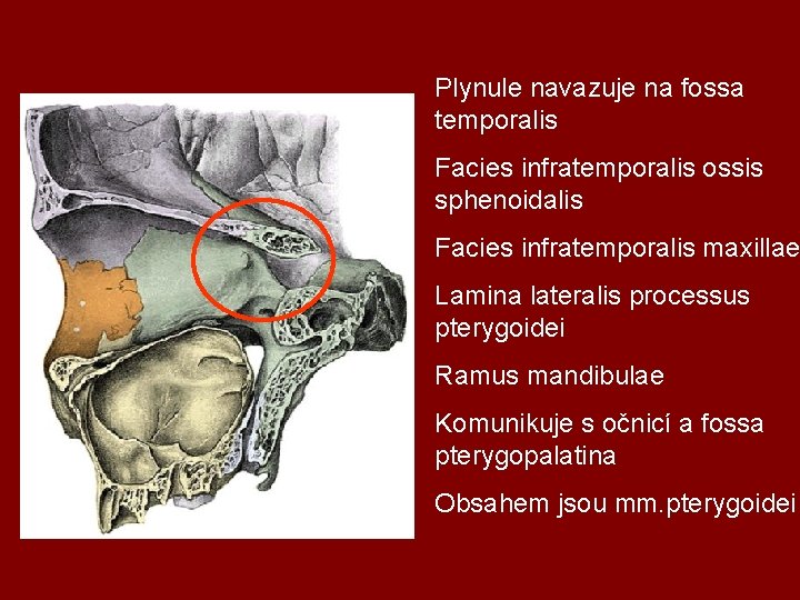 Plynule navazuje na fossa temporalis Facies infratemporalis ossis sphenoidalis Facies infratemporalis maxillae Lamina lateralis