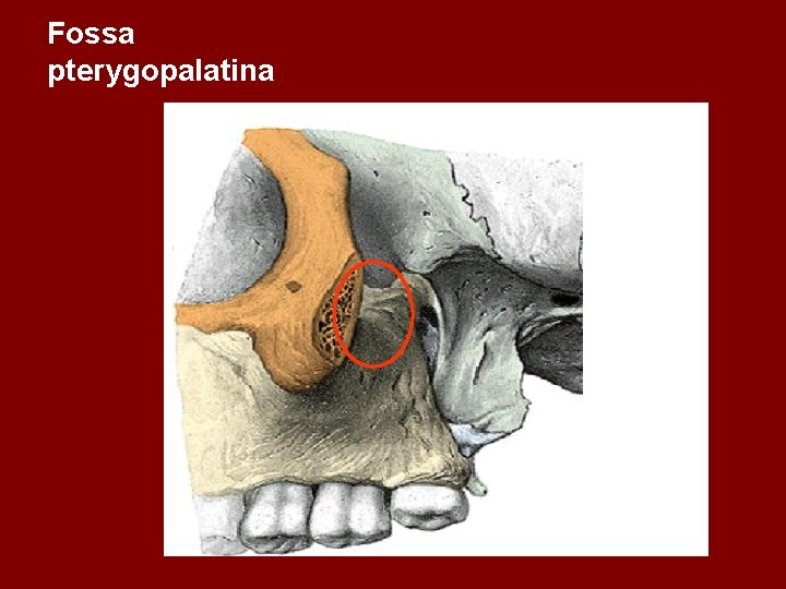 Fossa pterygopalatina 