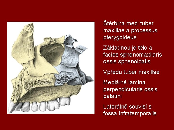 Štěrbina mezi tuber maxillae a processus pterygoideus Základnou je tělo a facies sphenomaxilaris ossis