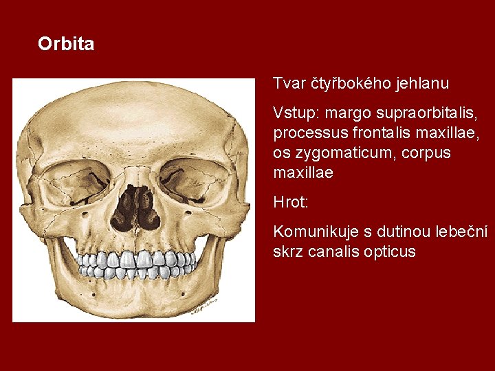 Orbita Tvar čtyřbokého jehlanu Vstup: margo supraorbitalis, processus frontalis maxillae, os zygomaticum, corpus maxillae