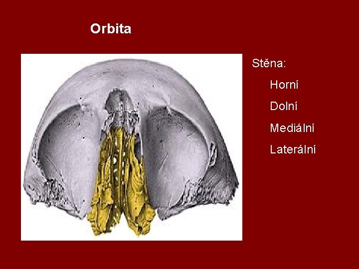 Orbita Stěna: Horní Dolní Mediální Laterální 