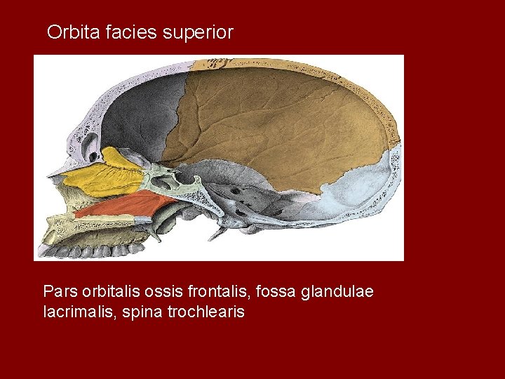 Orbita facies superior Pars orbitalis ossis frontalis, fossa glandulae lacrimalis, spina trochlearis 