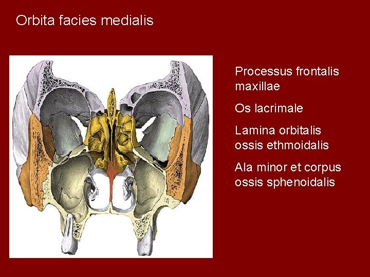 Orbita facies medialis Processus frontalis maxillae Os lacrimale Lamina orbitalis ossis ethmoidalis Ala minor