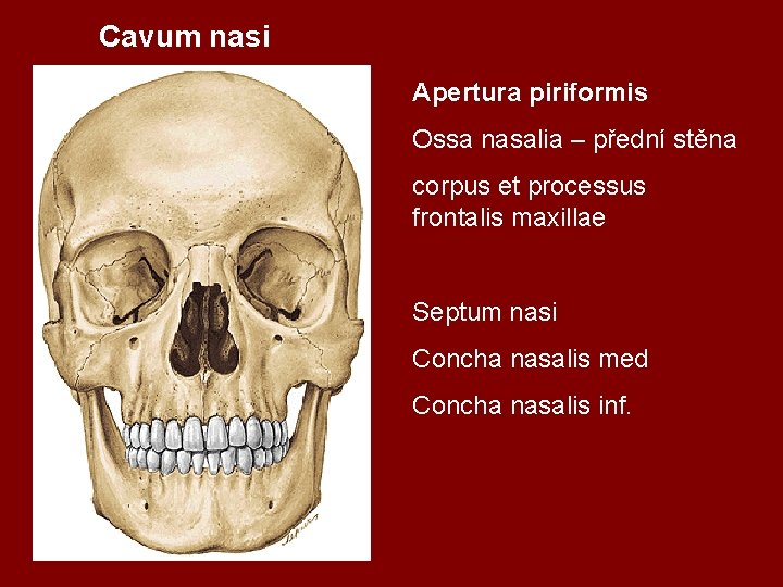 Cavum nasi Apertura piriformis Ossa nasalia – přední stěna corpus et processus frontalis maxillae