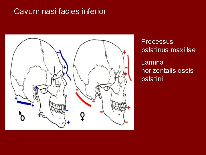 Cavum nasi facies inferior Processus palatinus maxillae Lamina horizontalis ossis palatini 