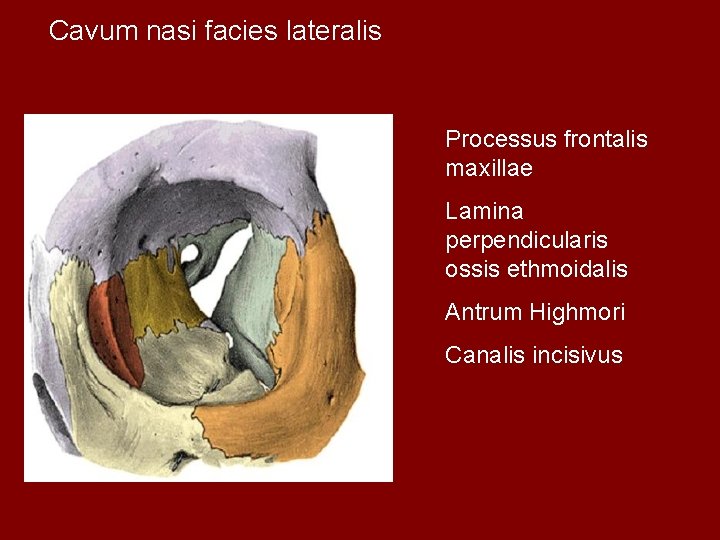 Cavum nasi facies lateralis Processus frontalis maxillae Lamina perpendicularis ossis ethmoidalis Antrum Highmori Canalis