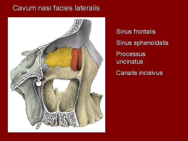 Cavum nasi facies lateralis Sinus frontalis Sinus sphenoidalis Processus uncinatus Canalis incisivus 