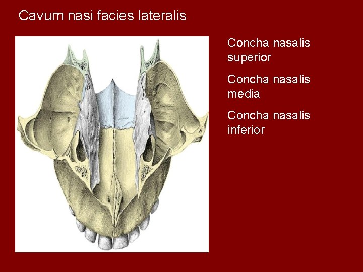 Cavum nasi facies lateralis Concha nasalis superior Concha nasalis media Concha nasalis inferior 