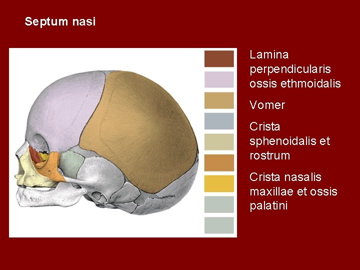 Septum nasi Lamina perpendicularis ossis ethmoidalis Vomer Crista sphenoidalis et rostrum Crista nasalis maxillae
