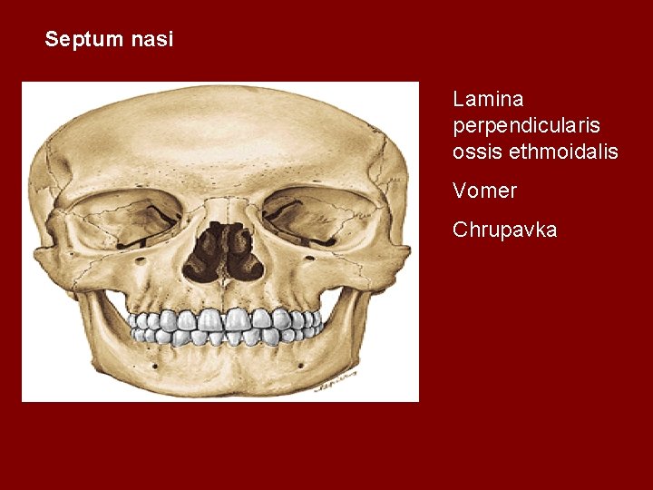 Septum nasi Lamina perpendicularis ossis ethmoidalis Vomer Chrupavka 