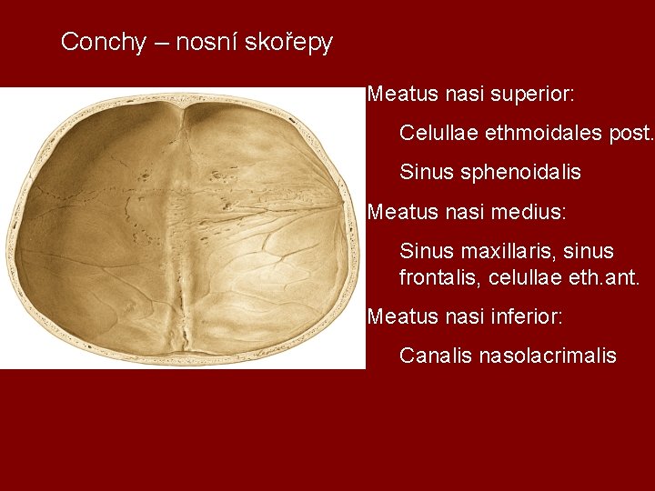 Conchy – nosní skořepy Meatus nasi superior: Celullae ethmoidales post. Sinus sphenoidalis Meatus nasi
