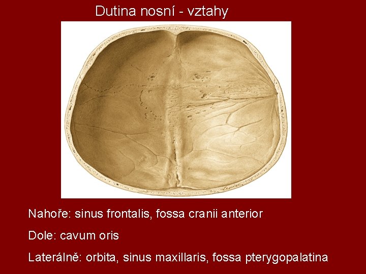 Dutina nosní - vztahy Nahoře: sinus frontalis, fossa cranii anterior Dole: cavum oris Laterálně: