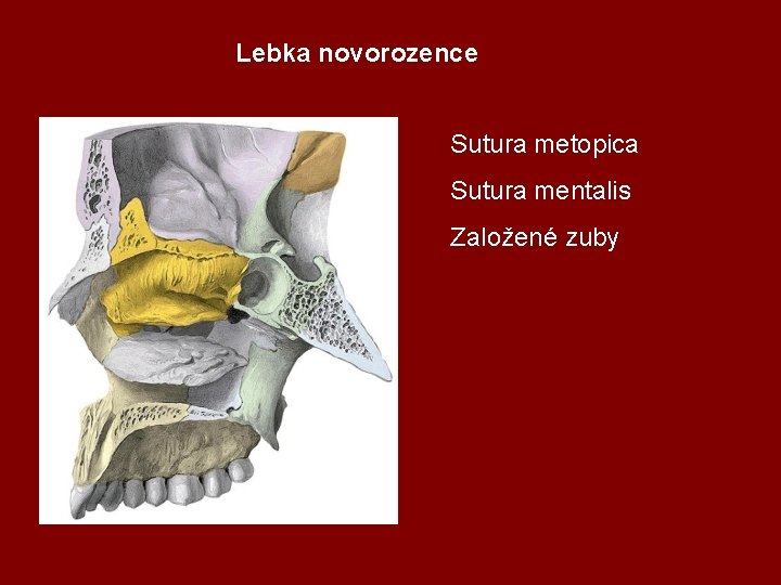 Lebka novorozence Sutura metopica Sutura mentalis Založené zuby 