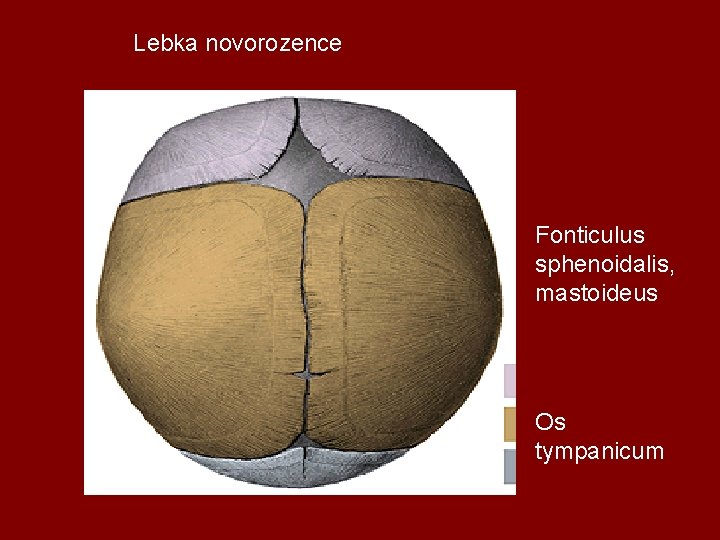 Lebka novorozence Fonticulus sphenoidalis, mastoideus Os tympanicum 