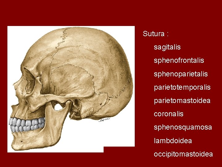 Sutura : sagitalis sphenofrontalis sphenoparietalis parietotemporalis parietomastoidea coronalis sphenosquamosa lambdoidea occipitomastoidea 