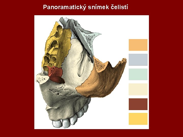 Panoramatický snímek čelistí 