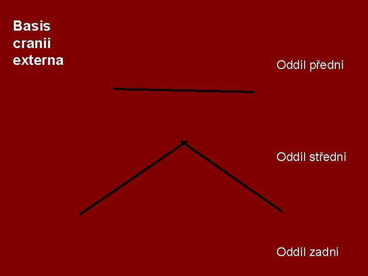 Basis cranii externa Oddíl přední Oddíl střední Oddíl zadní 