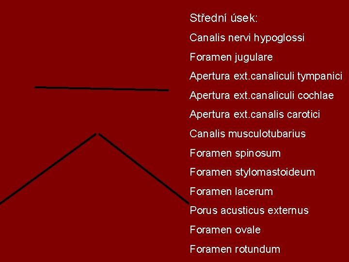 Střední úsek: Canalis nervi hypoglossi Foramen jugulare Apertura ext. canaliculi tympanici Apertura ext. canaliculi