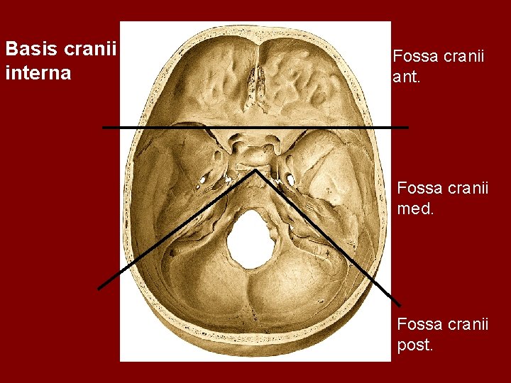 Basis cranii interna Fossa cranii ant. Fossa cranii med. Fossa cranii post. 