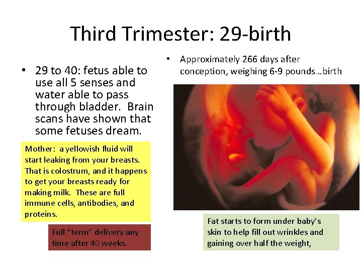 Third Trimester: 29 -birth • 29 to 40: fetus able to use all 5