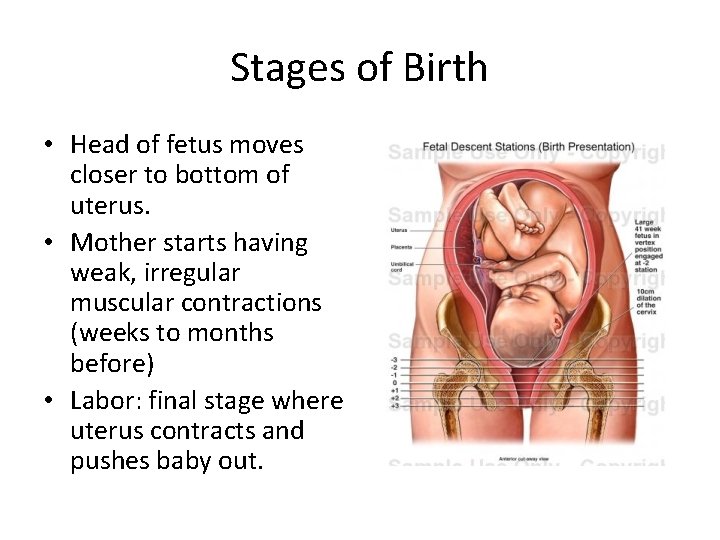 Stages of Birth • Head of fetus moves closer to bottom of uterus. •