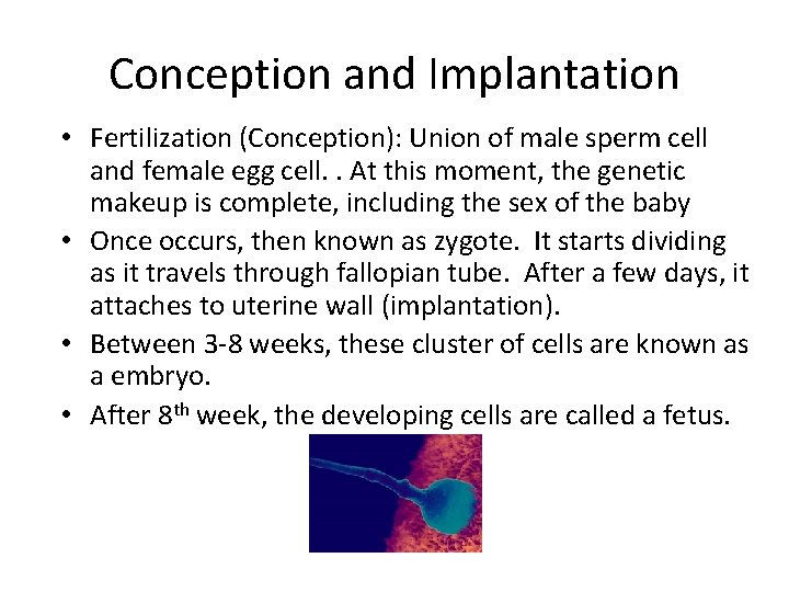 Conception and Implantation • Fertilization (Conception): Union of male sperm cell and female egg