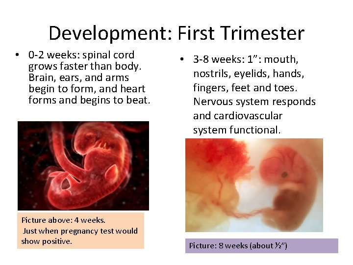 Development: First Trimester • 0 -2 weeks: spinal cord grows faster than body. Brain,