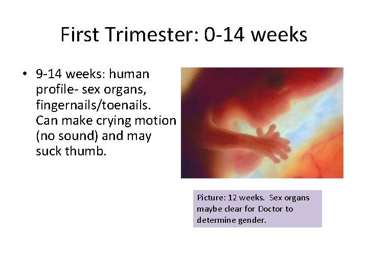 First Trimester: 0 -14 weeks • 9 -14 weeks: human profile- sex organs, fingernails/toenails.