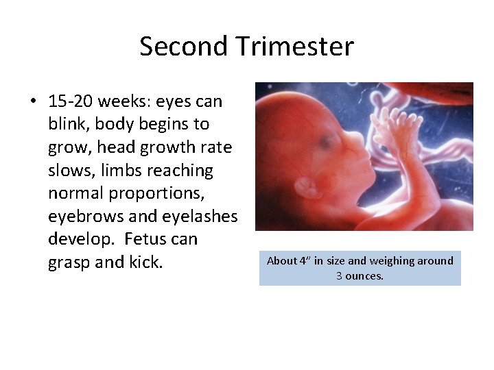 Second Trimester • 15 -20 weeks: eyes can blink, body begins to grow, head