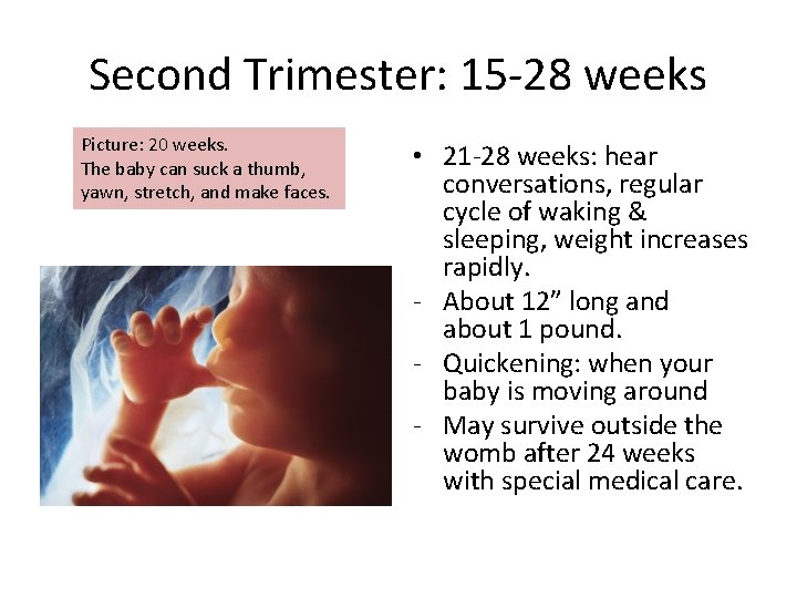 Second Trimester: 15 -28 weeks Picture: 20 weeks. The baby can suck a thumb,