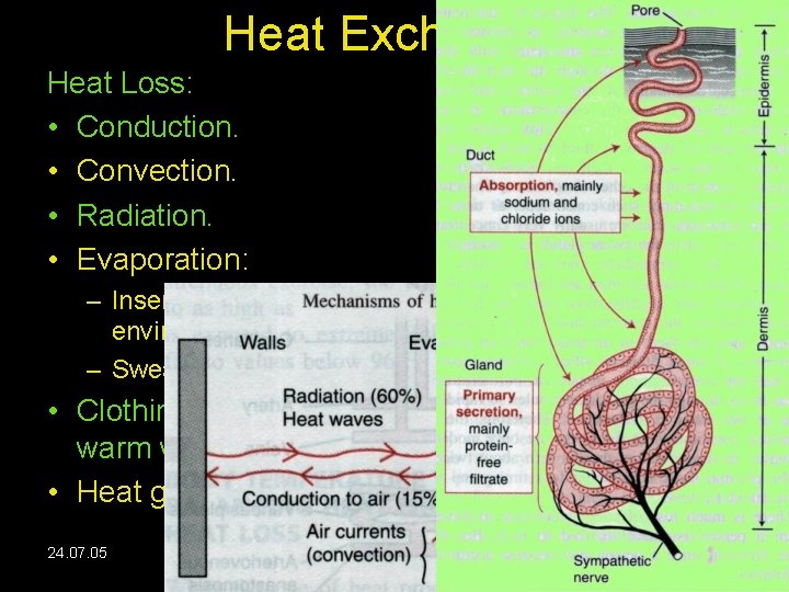 Heat Exchange. Heat Loss: • Conduction. • Convection. • Radiation. • Evaporation: – Insensible