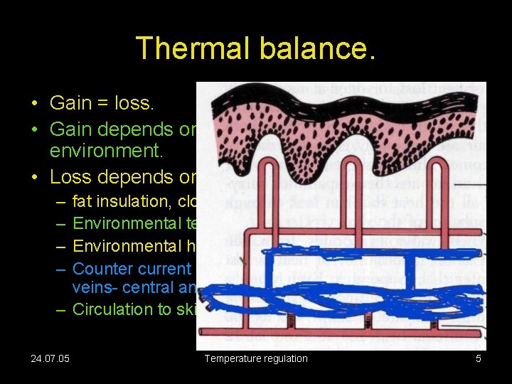 Thermal balance. • Gain = loss. • Gain depends on metabolic needs and environment.
