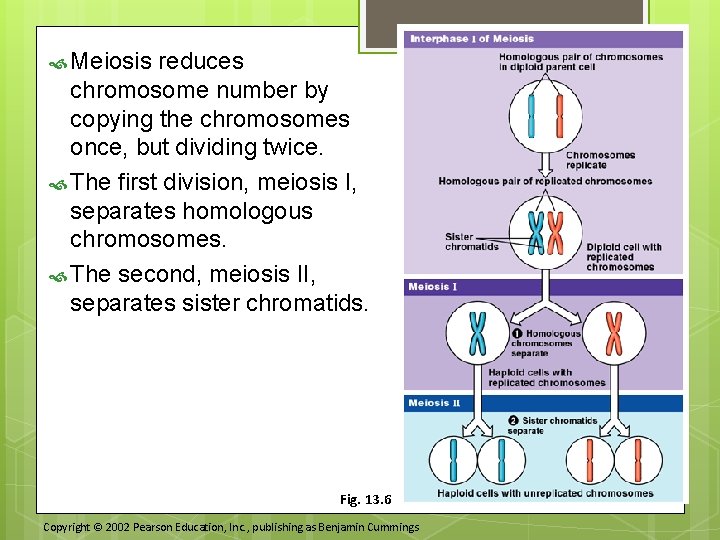  Meiosis reduces chromosome number by copying the chromosomes once, but dividing twice. The