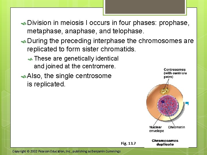  Division in meiosis I occurs in four phases: prophase, metaphase, and telophase. During