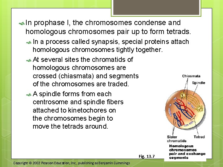  In prophase I, the chromosomes condense and homologous chromosomes pair up to form