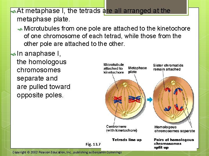  At metaphase I, the tetrads are all arranged at the metaphase plate. Microtubules