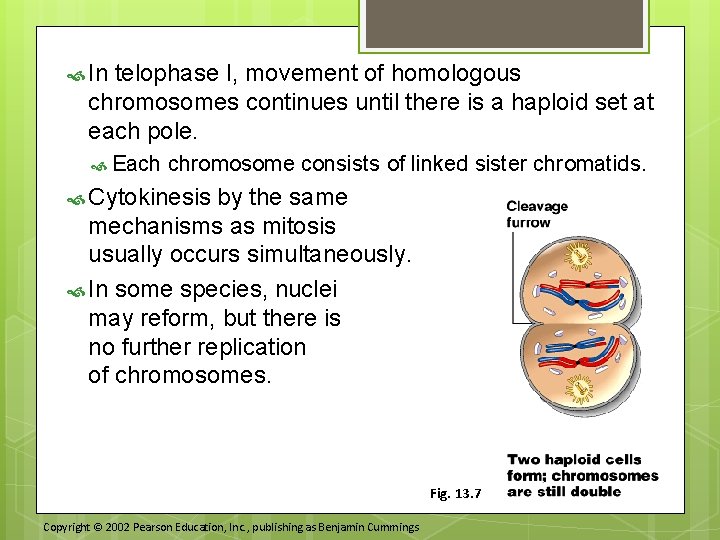  In telophase I, movement of homologous chromosomes continues until there is a haploid