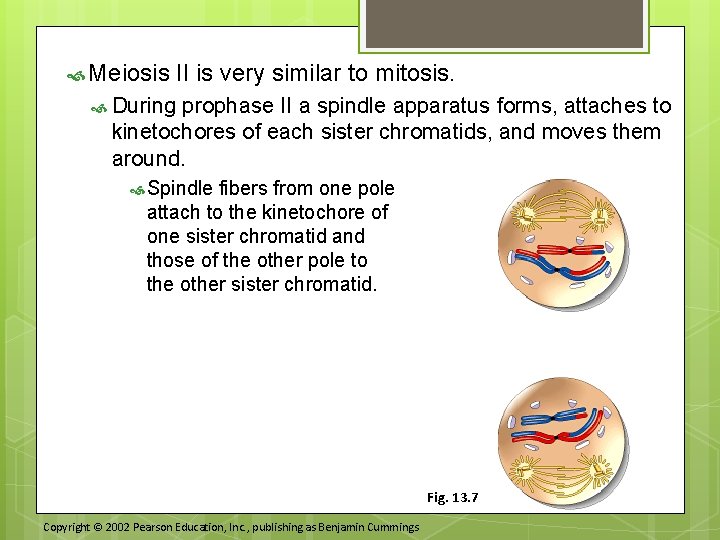  Meiosis II is very similar to mitosis. During prophase II a spindle apparatus