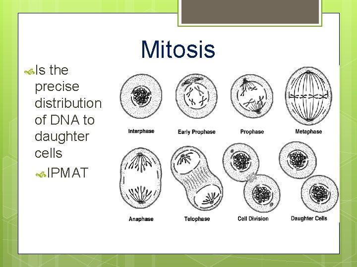  Is the precise distribution of DNA to daughter cells IPMAT Mitosis 