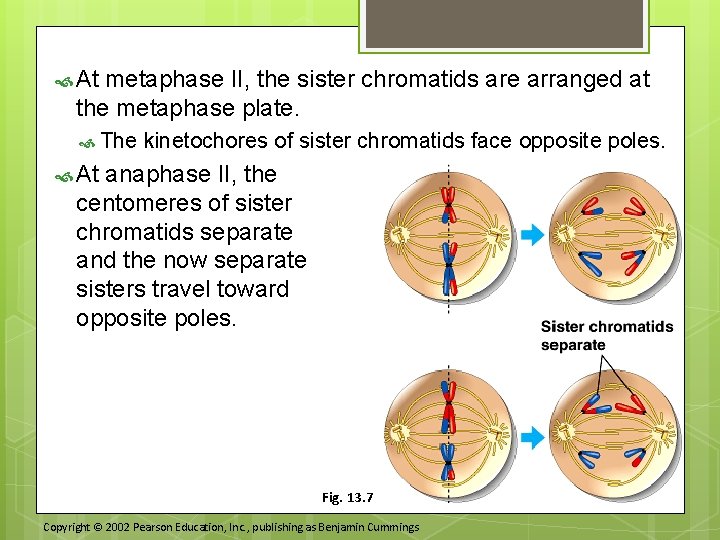  At metaphase II, the sister chromatids are arranged at the metaphase plate. The