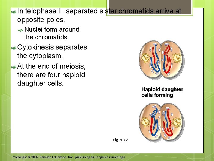  In telophase II, separated sister chromatids arrive at opposite poles. Nuclei form around
