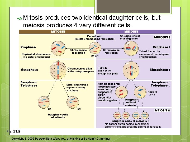  Mitosis produces two identical daughter cells, but meiosis produces 4 very different cells.