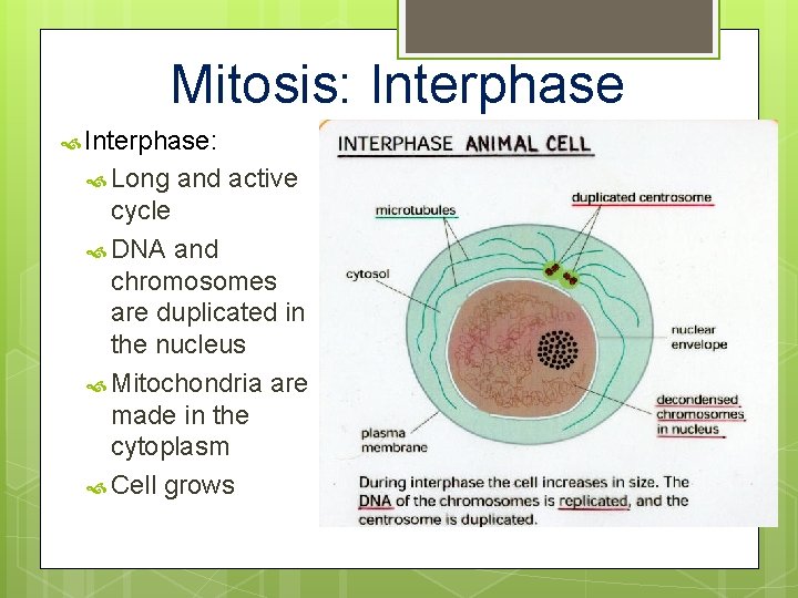 Mitosis: Interphase: Long and active cycle DNA and chromosomes are duplicated in the nucleus