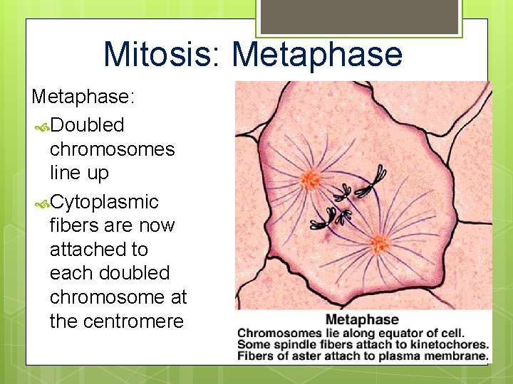 Mitosis: Metaphase: Doubled chromosomes line up Cytoplasmic fibers are now attached to each doubled